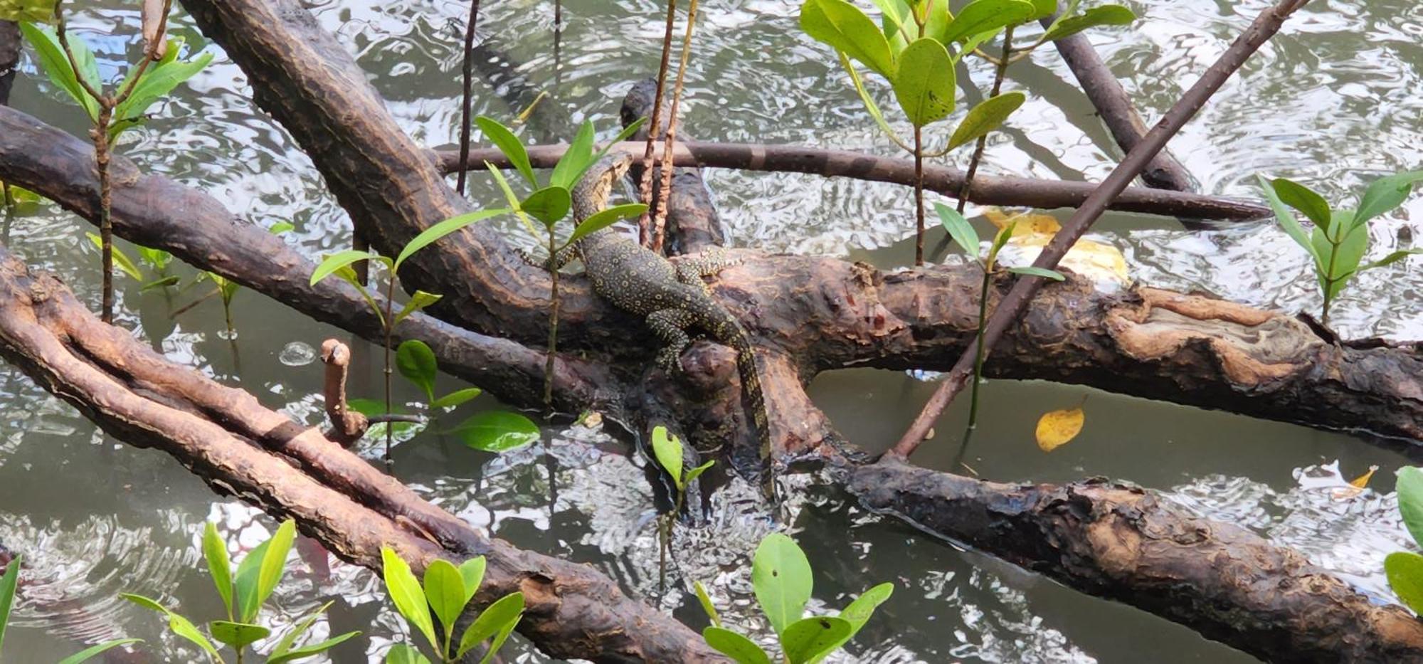 Phang Nga Bay Khanittha Homestay Ban Khiam Dış mekan fotoğraf